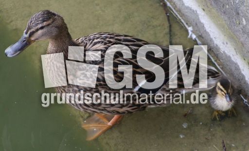 Stockente-mit-Küken-A 098.jpg